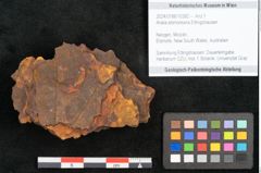 Foto (Objekt + Etikett) von Aralia elsmoreana Ettingshausen (NHMW-GEO-2024-0188-10382)